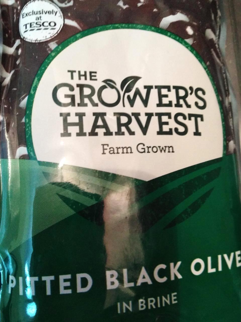 Képek - Fekete olivabogyó The grower's harvest
